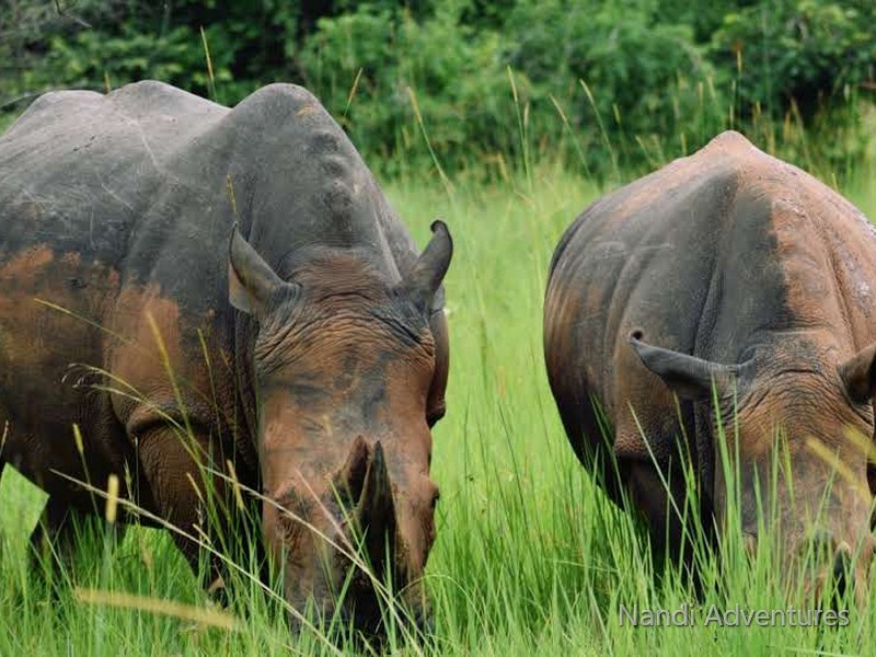 Ultimate 8-Day Uganda Safari: Gorillas, Chimps, Rhinos & Nile River Adventures - Image - 3672